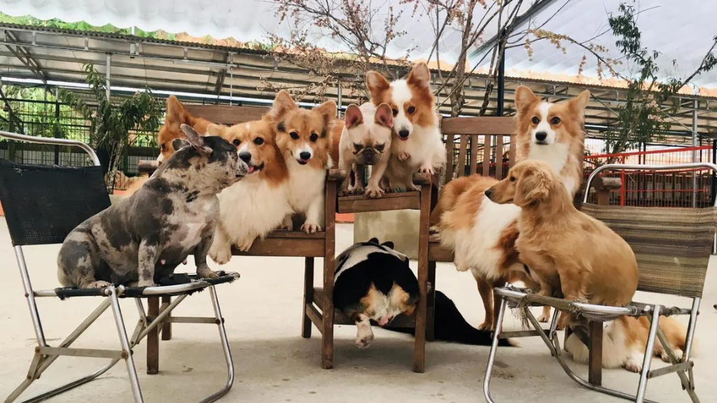 Vé tham quan Nông Trại Cún – Puppy Farm Đà Lạt